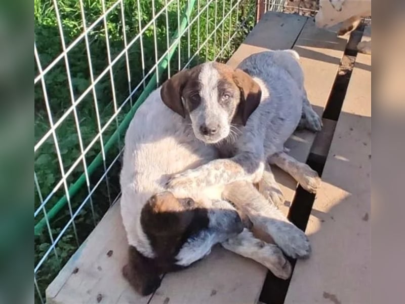 Balzac, sanfter Riese sucht tolle Familie!