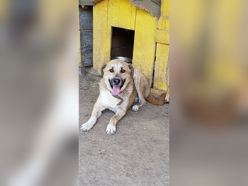 Didi    (Santuhalm-Shelter Rumänien)