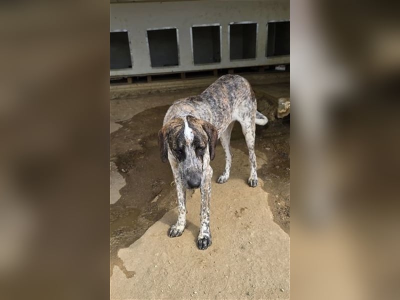 Balzac, sanfter Riese sucht tolle Familie!