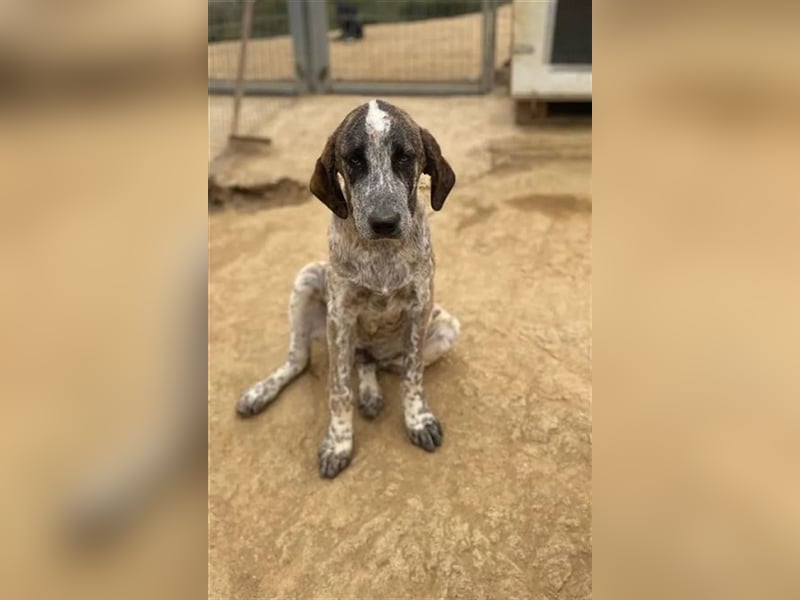 Balzac, sanfter Riese sucht tolle Familie!