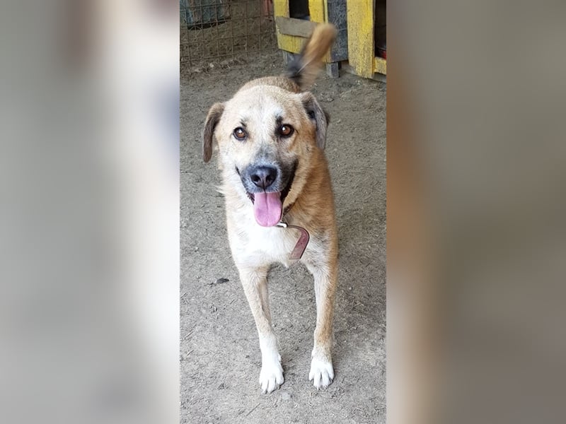 Didi    (Santuhalm-Shelter Rumänien)