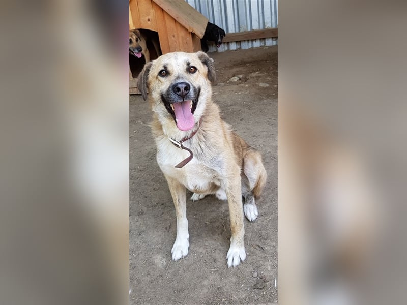 Didi    (Santuhalm-Shelter Rumänien)