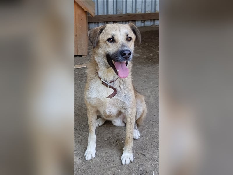 Didi    (Santuhalm-Shelter Rumänien)