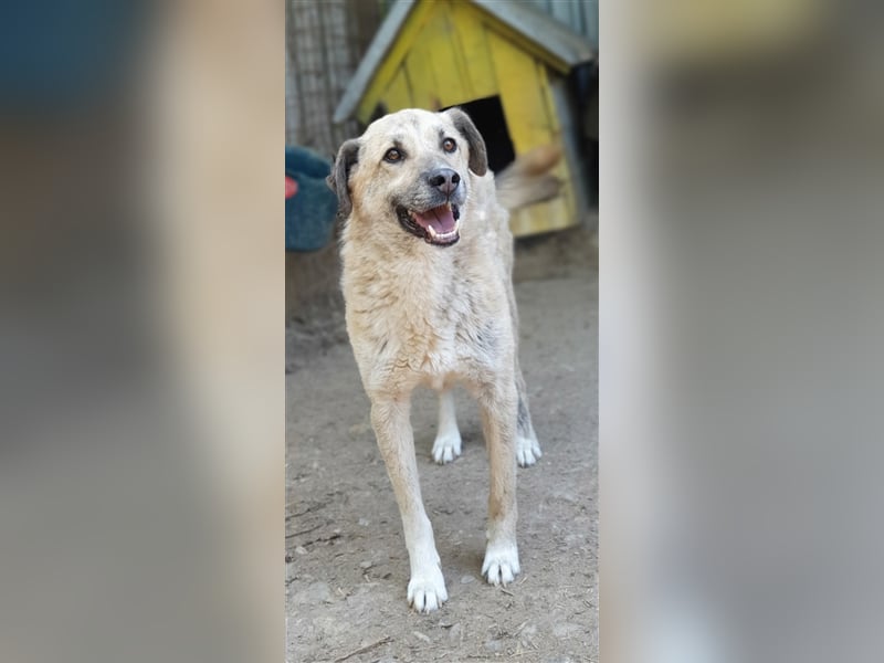 Didi    (Santuhalm-Shelter Rumänien)