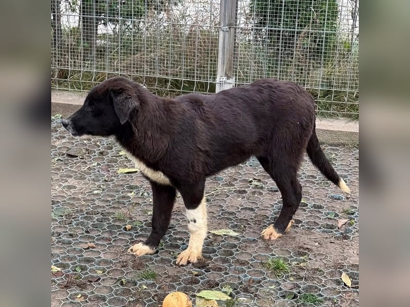 Selma - HSH Mischling