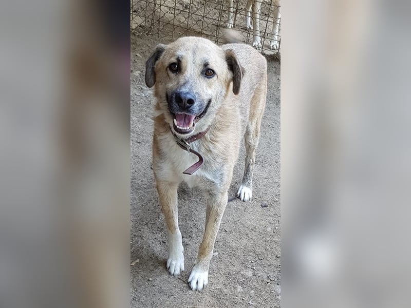 Didi    (Santuhalm-Shelter Rumänien)