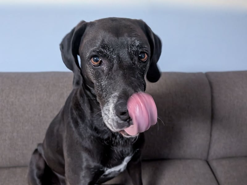 NOTFALL: Wunderschöne Doggen-Mischlingshündin Polly sucht dringend ein neues Zuhause oder eine Pfleg