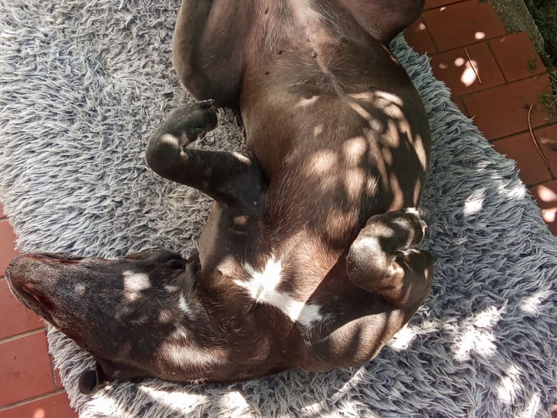 NOTFALL: Wunderschöne Doggen-Mischlingshündin Polly sucht dringend ein neues Zuhause oder eine Pfleg