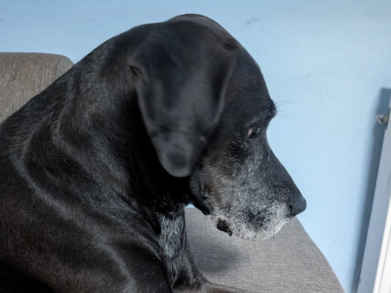 NOTFALL: Wunderschöne Doggen-Mischlingshündin Polly sucht dringend ein neues Zuhause oder eine Pfleg