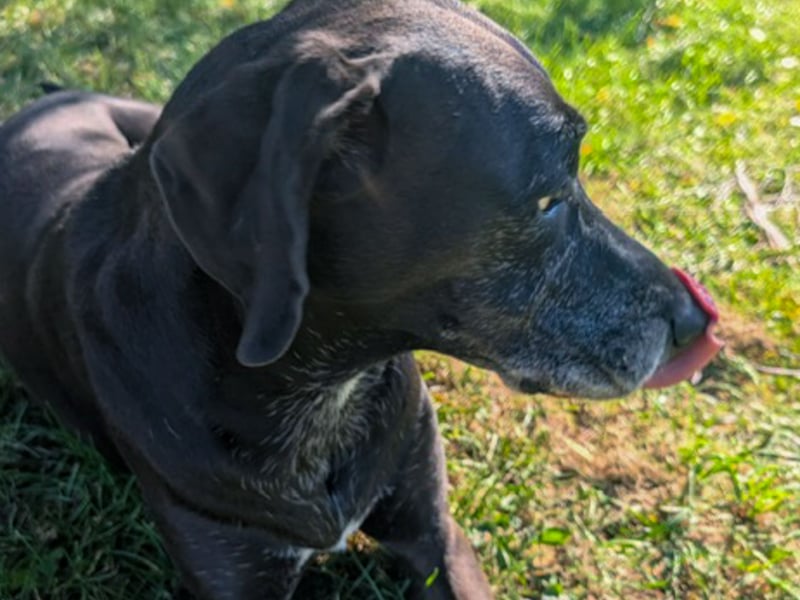 NOTFALL: Wunderschöne Doggen-Mischlingshündin Polly sucht dringend ein neues Zuhause oder eine Pfleg