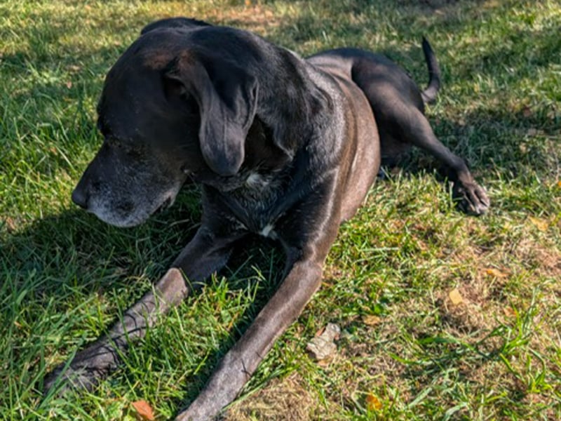 NOTFALL: Wunderschöne Doggen-Mischlingshündin Polly sucht dringend ein neues Zuhause oder eine Pfleg