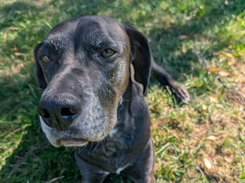 NOTFALL: Wunderschöne Doggen-Mischlingshündin Polly sucht dringend ein neues Zuhause oder eine Pfleg
