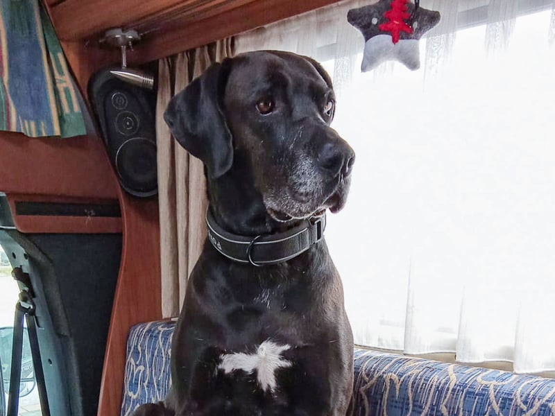 NOTFALL: Wunderschöne Doggen-Mischlingshündin Polly sucht dringend ein neues Zuhause oder eine Pfleg