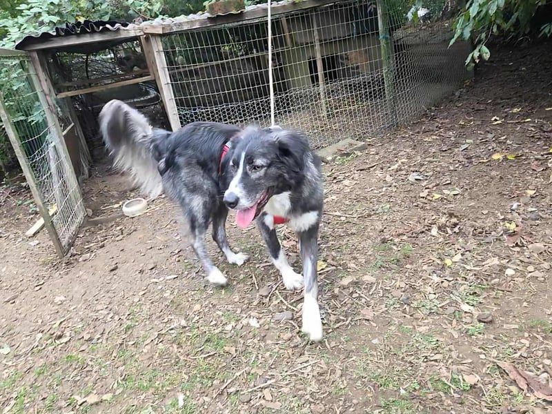 Anima, Schönheit sucht Zuhause für immer