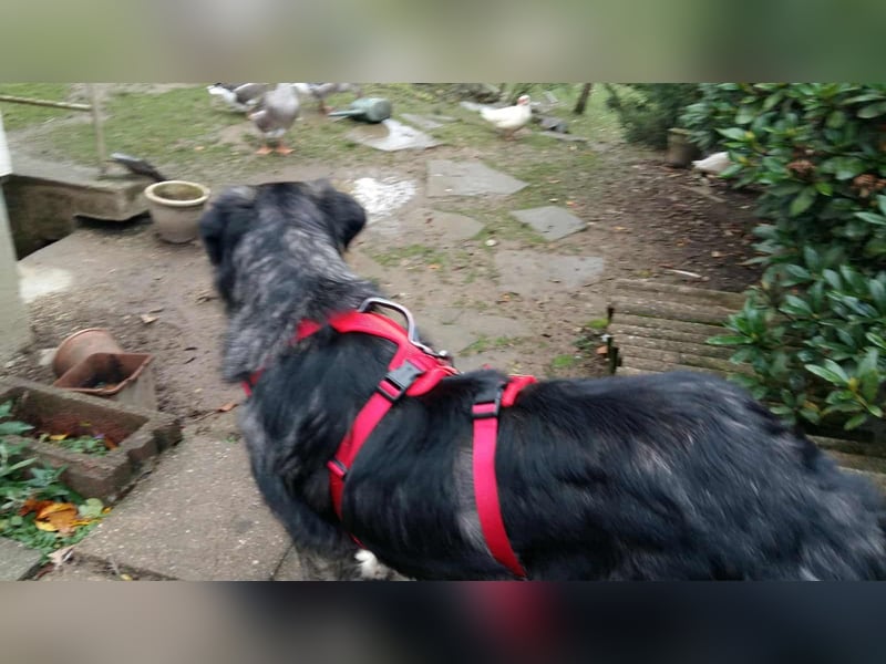 Anima, Schönheit sucht Zuhause für immer