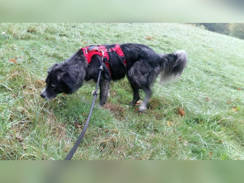 Anima, Schönheit sucht Zuhause für immer