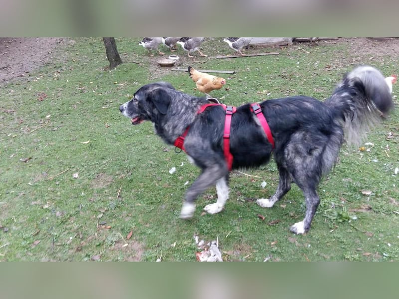 Anima, Schönheit sucht Zuhause für immer