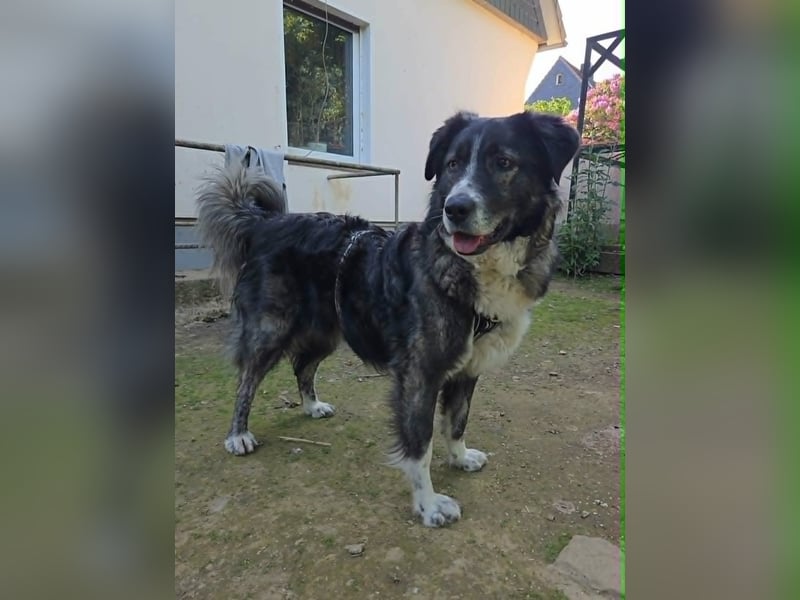 Anima traumhaft schöne Hündin sucht neuen Wirkungskreis