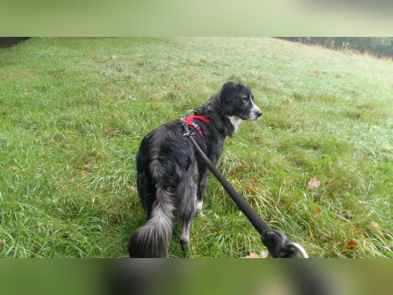 Anima, Schönheit sucht Zuhause für immer