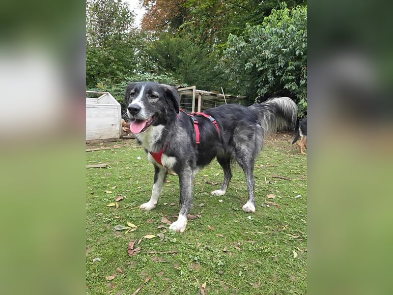 Anima, Schönheit sucht Zuhause für immer