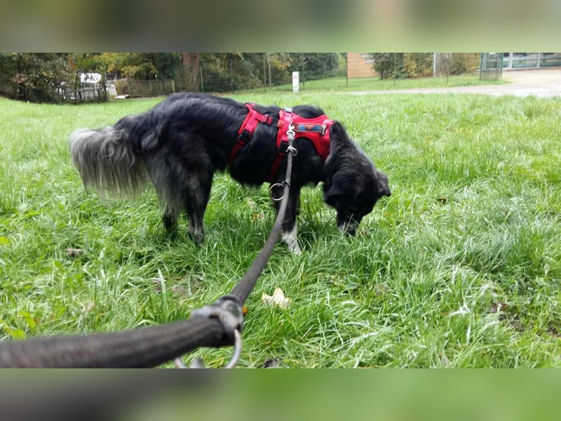 Anima, Schönheit sucht Zuhause für immer