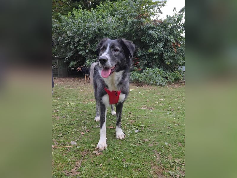 Anima, Schönheit sucht Zuhause für immer