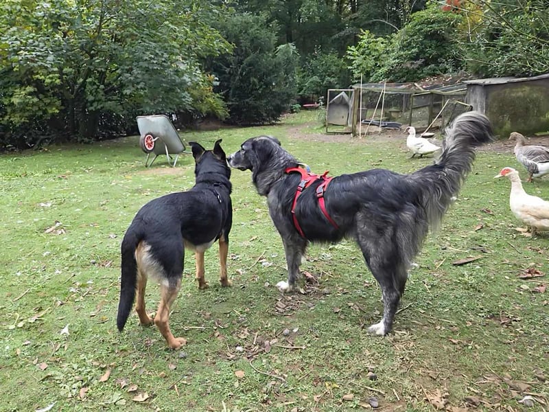 Anima, Schönheit sucht Zuhause für immer