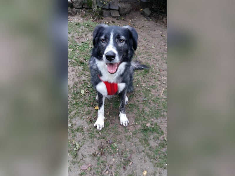 Anima, Schönheit sucht Zuhause für immer