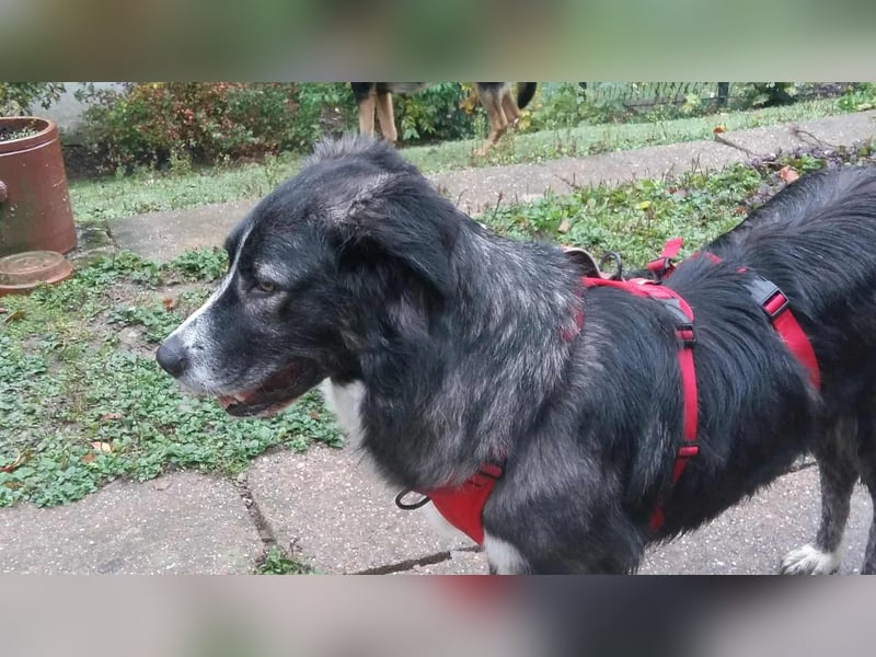 Anima, Schönheit sucht Zuhause für immer