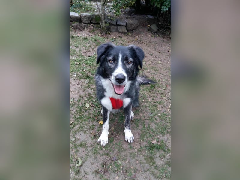 Anima, Schönheit sucht Zuhause für immer