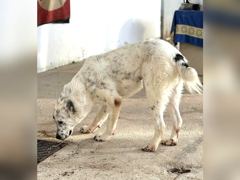 Dotty taube Mischlingshündin ca. 1,4 Jahre alt in Griechenland