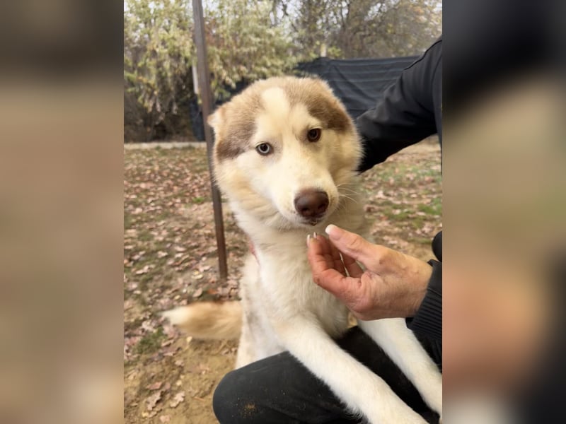 Rusty Huskymischling Rüde ca. 6 Monate alt in Ungarn