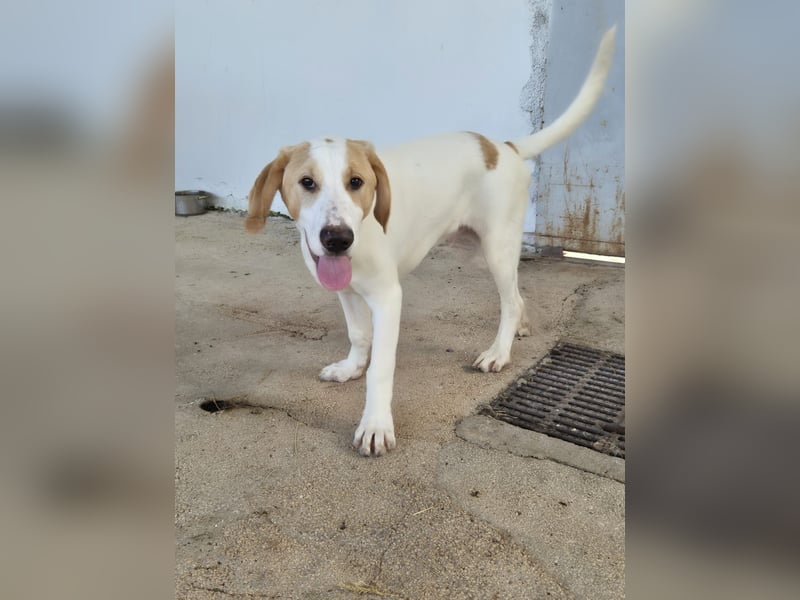 Monty Mischlingsrüde ca. 1 Jahr alt in Griechenland