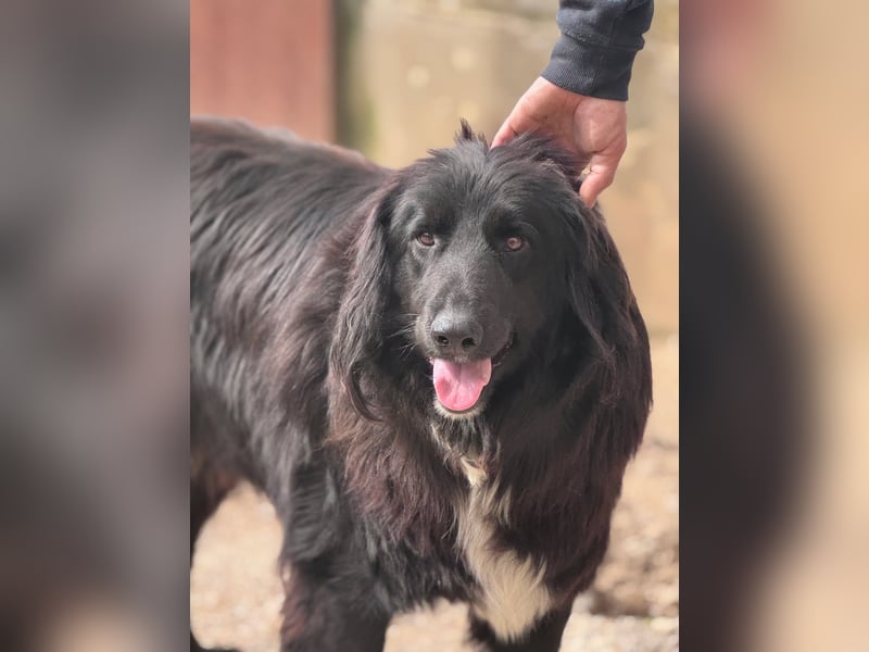 Eros Mischlingsrüde ca. 1,5 Jahre alt  in Griechenland