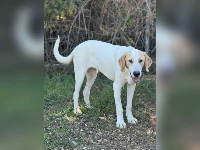 Monty Mischlingsrüde ca. 1 Jahr alt in Griechenland