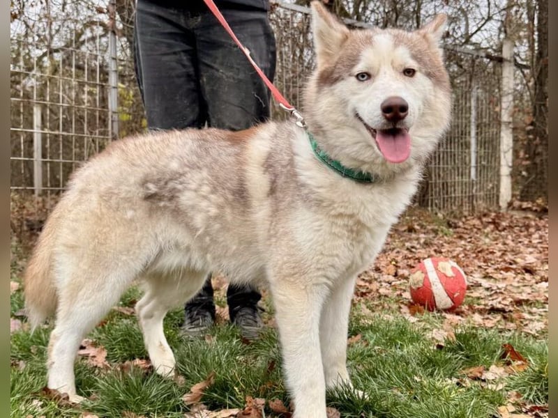 Rusty Huskymischling Rüde ca. 6 Monate alt in Ungarn