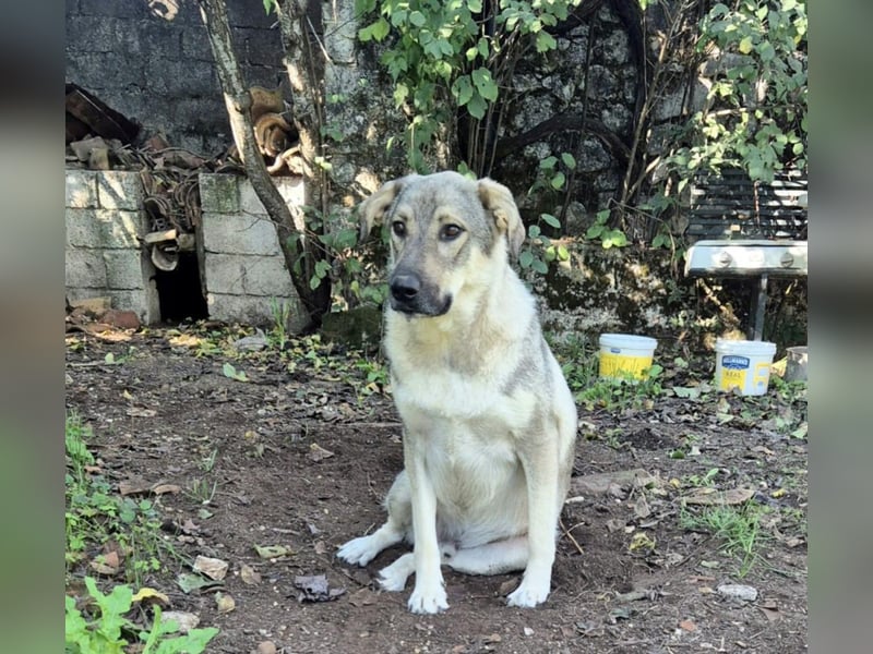 Capo Schäferhundmischling Rüde ca. 3,4 Jahre alt in Griechenland