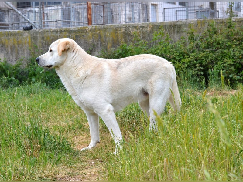 Whity Mischlingsrüde ca. 1,3  Jahre alt in Griechenland