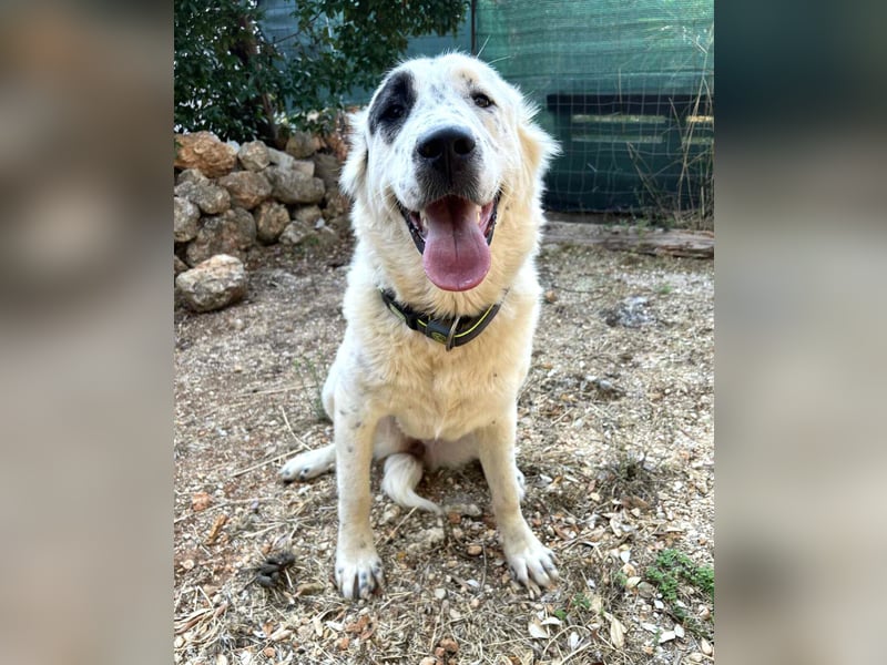 Dotty taube Mischlingshündin ca. 1,4 Jahre alt in Griechenland