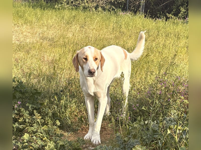 Monty Mischlingsrüde ca. 1,3 Jahre alt in Griechenland