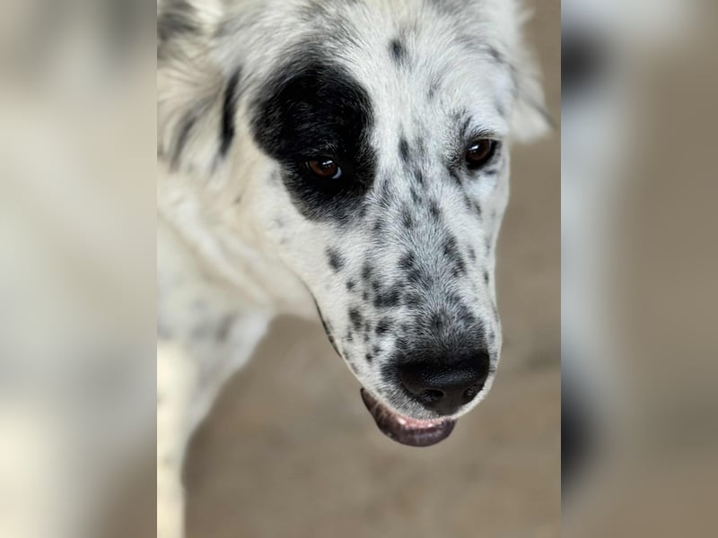 Dotty taube Mischlingshündin ca. 1,4 Jahre alt in Griechenland