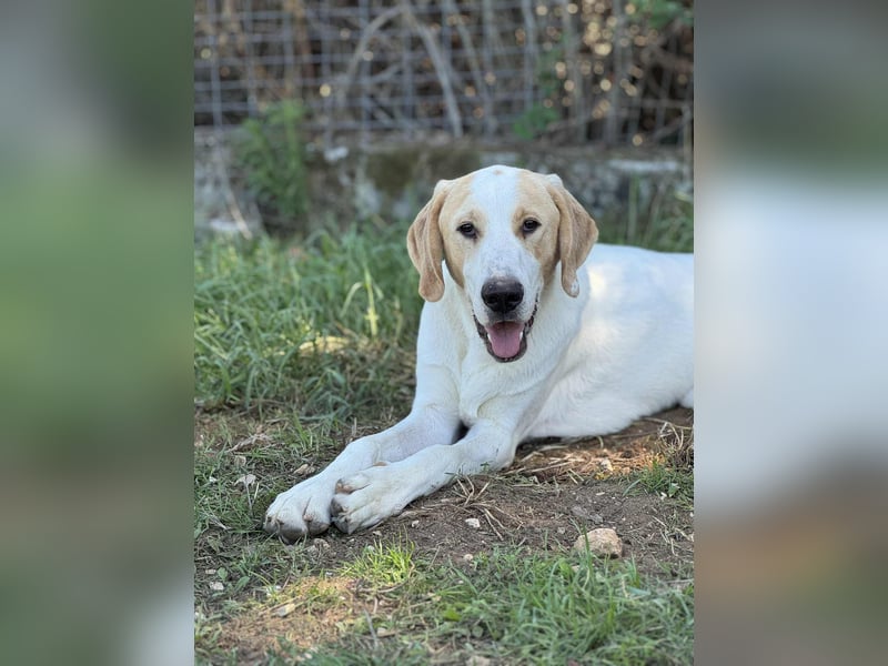 Monty Mischlingsrüde ca. 1,3 Jahre alt in Griechenland
