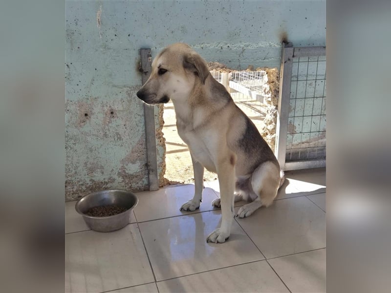 Kirk Schäfer-Mischlingsrüde ca. 4 Jahre alt in Griechenland