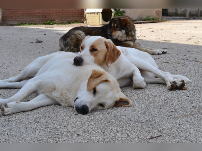 Whity Mischlingsrüde ca. 1,3  Jahre alt in Griechenland