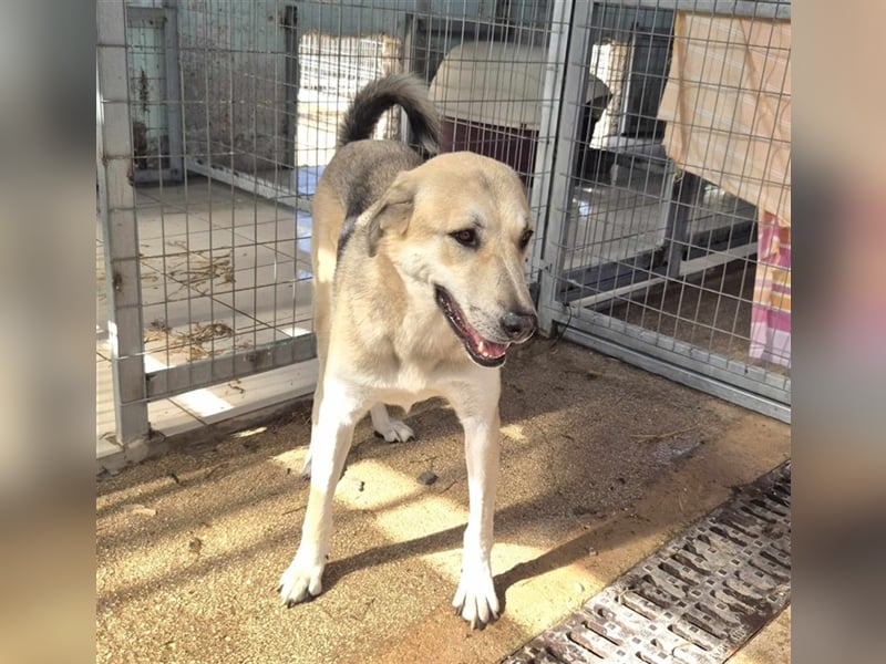 Kirk Schäfer-Mischlingsrüde ca. 4 Jahre alt in Griechenland