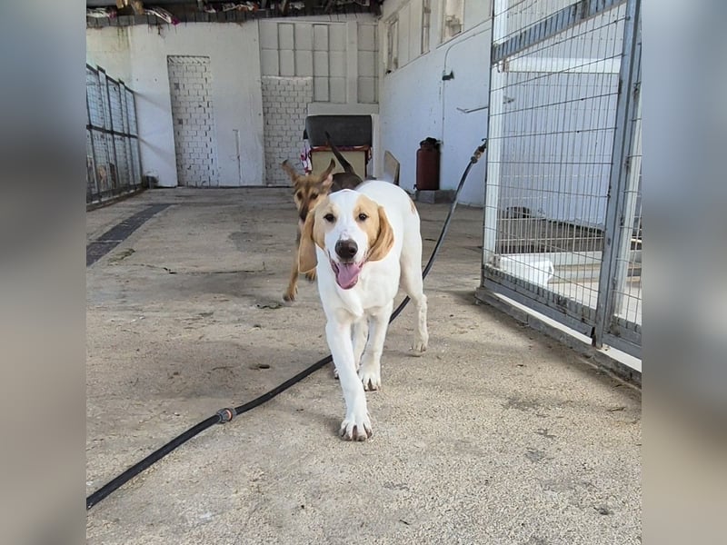 Monty Mischlingsrüde ca. 1 Jahr alt in Griechenland