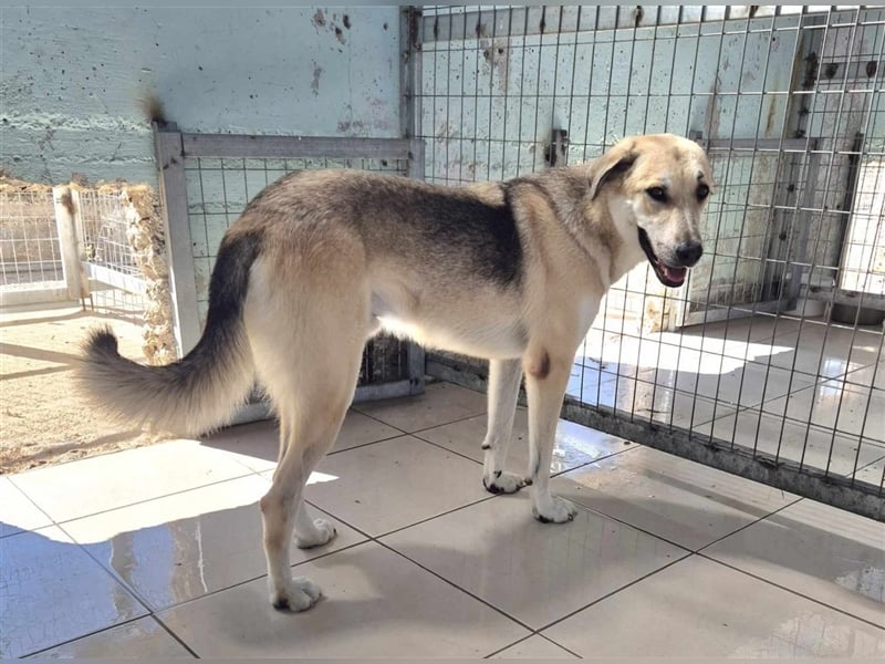 Kirk Schäfer-Mischlingsrüde ca. 4 Jahre alt in Griechenland