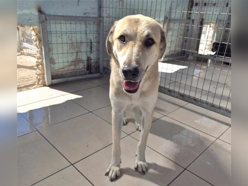 Kirk Schäfer-Mischlingsrüde ca. 4 Jahre alt in Griechenland