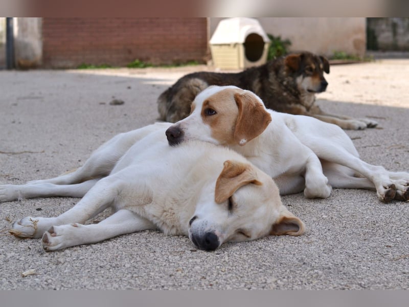 Monty Mischlingsrüde ca. 1,3 Jahre alt in Griechenland