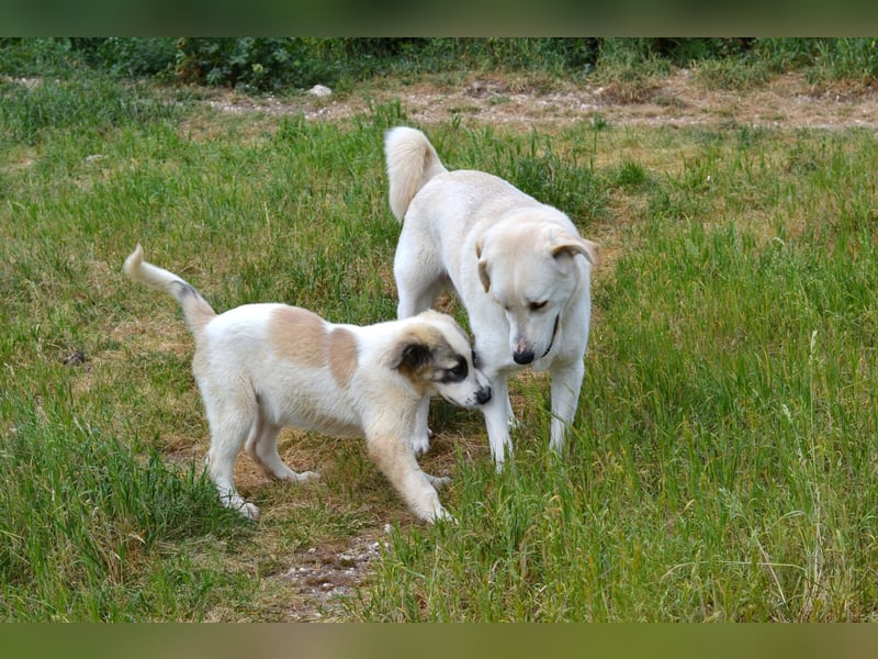 Whity Mischlingsrüde ca. 1,3  Jahre alt in Griechenland